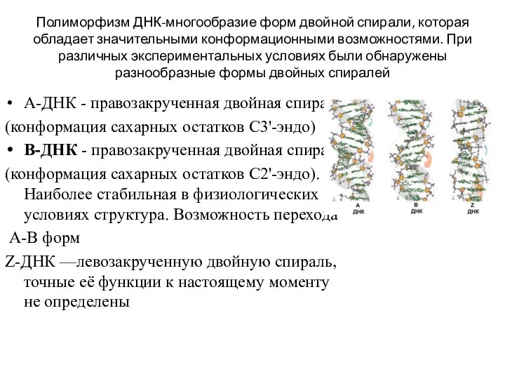 Полиморфизм ДНК-многообразие форм двойной спирали, которая обладает значительными конформационными возможностями. При