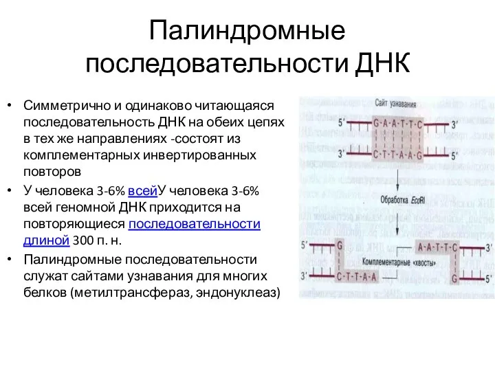 Палиндромные последовательности ДНК Симметрично и одинаково читающаяся последовательность ДНК на обеих