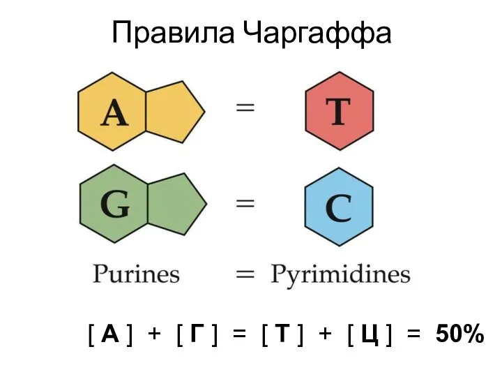 Правила Чаргаффа [ А ] + [ Г ] = [