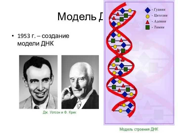 Модель ДНК 1953 г. – создание модели ДНК