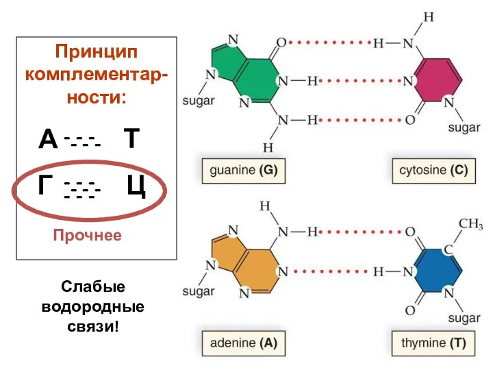 Принцип комплементар-ности: А Т Г Ц - - - - -