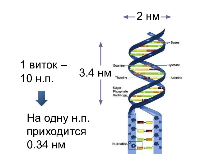 1 виток – 10 н.п. На одну н.п. приходится 0.34 нм