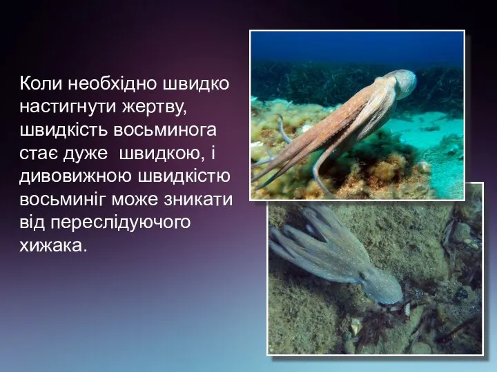 Коли необхідно швидко настигнути жертву, швидкість восьминога стає дуже швидкою, і