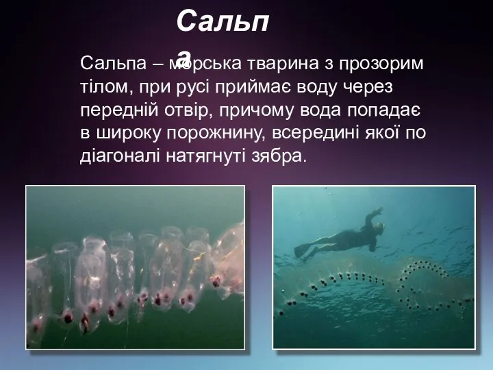 Сальпа Сальпа – морська тварина з прозорим тілом, при русі приймає