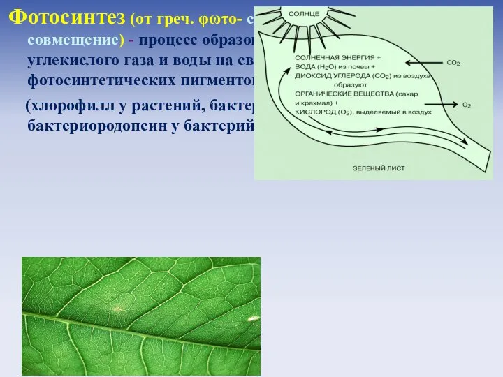 Фотосинтез (от греч. φωτο- свет и σύνθεσις - синтез, совмещение) -