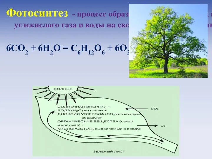 Фотосинтез - процесс образования органических веществ из углекислого газа и воды