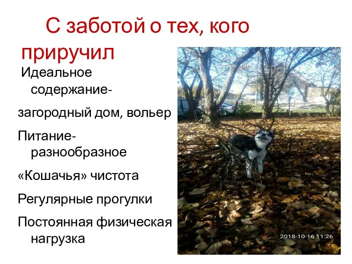 С заботой о тех, кого приручил Идеальное содержание- загородный дом, вольер