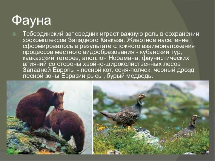 Фауна Тебердинский заповедник играет важную роль в сохранении зоокомплексов Западного Кавказа.