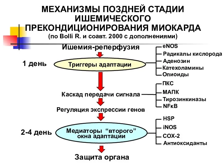 МЕХАНИЗМЫ ПОЗДНЕЙ СТАДИИ ИШЕМИЧЕСКОГО ПРЕКОНДИЦИОНИРОВАНИЯ МИОКАРДА (по Bolli R. и соавт.