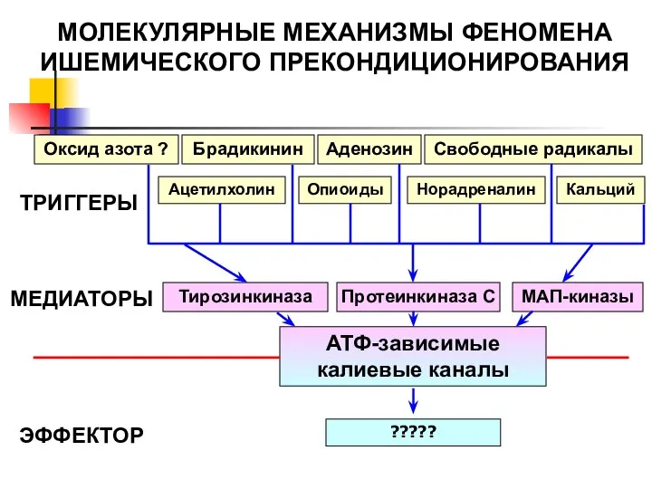 МОЛЕКУЛЯРНЫЕ МЕХАНИЗМЫ ФЕНОМЕНА ИШЕМИЧЕСКОГО ПРЕКОНДИЦИОНИРОВАНИЯ Аденозин Брадикинин Оксид азота ? Свободные