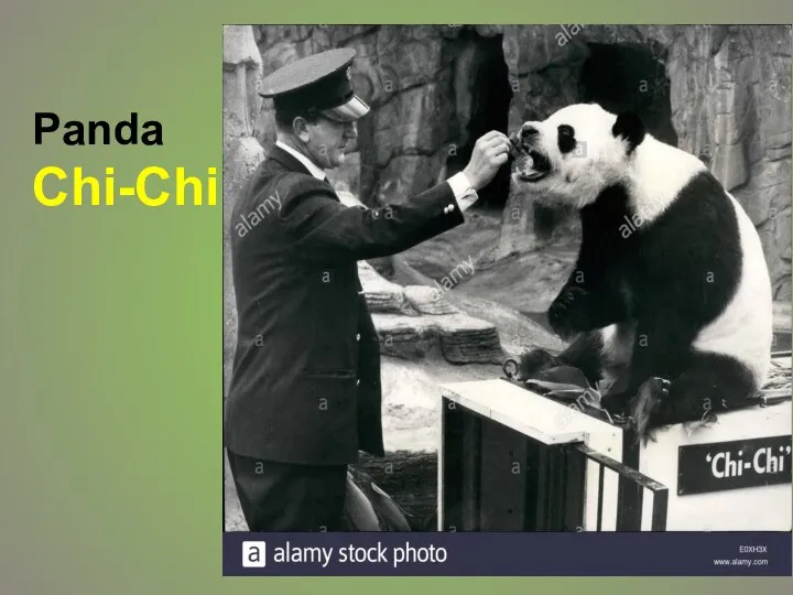 Panda Chi-Chi