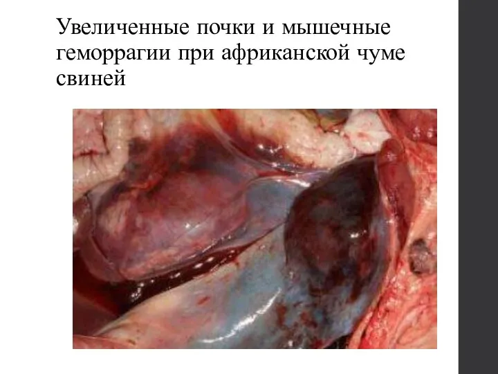 Увеличенные почки и мышечные геморрагии при африканской чуме свиней