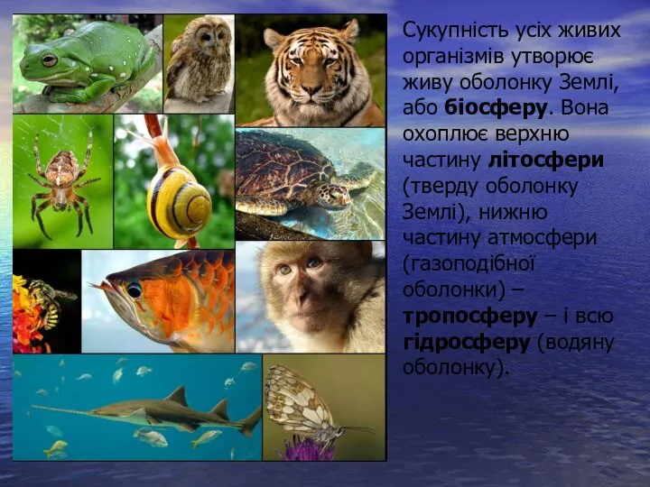 Сукупність усіх живих організмів утворює живу оболонку Землі, або біосферу. Вона