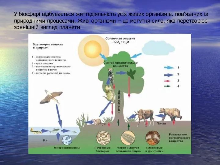 У біосфері відбувається життєдіяльність усіх живих організмів, пов'язаних із природними процесами.