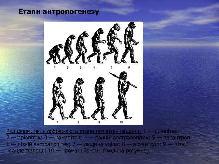 Ряд форм, які відображають етапи розвитку людини: 1 — дріопітек; 2