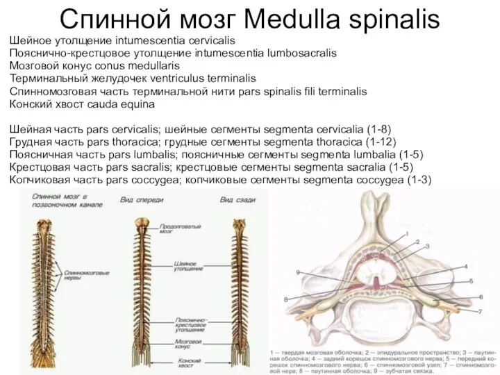 Спинной мозг Medulla spinalis Шейное утолщение intumescentia cervicalis Пояснично-крестцовое утолщение intumescentia