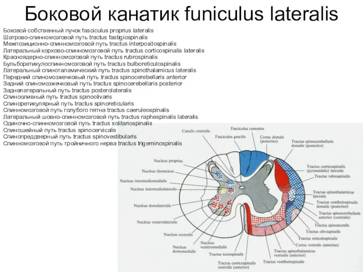 Боковой канатик funiculus lateralis Боковой собственный пучок fasciculus proprius lateralis Шатрово-спинномозговой