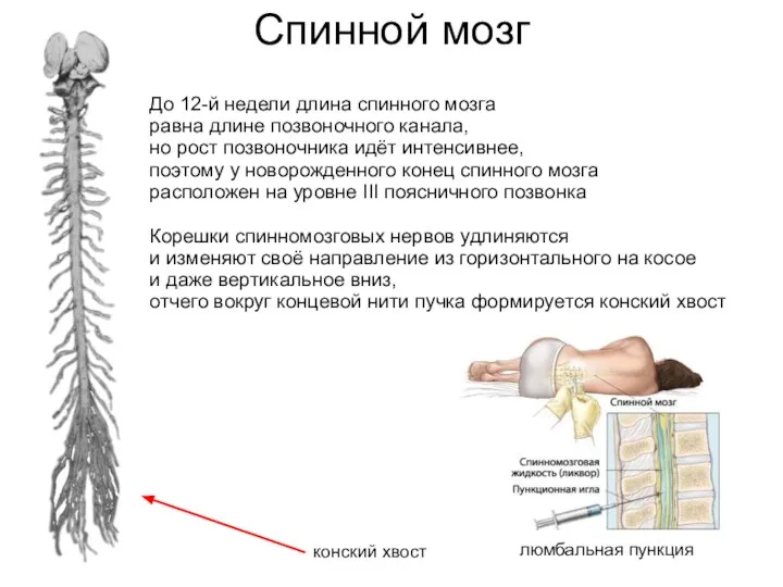 Спинной мозг До 12-й недели длина спинного мозга равна длине позвоночного