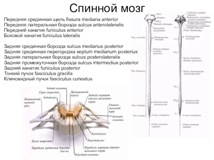 Передняя срединная щель fissura mediana anterior Передняя латеральная борозда sulcus anterolateralis