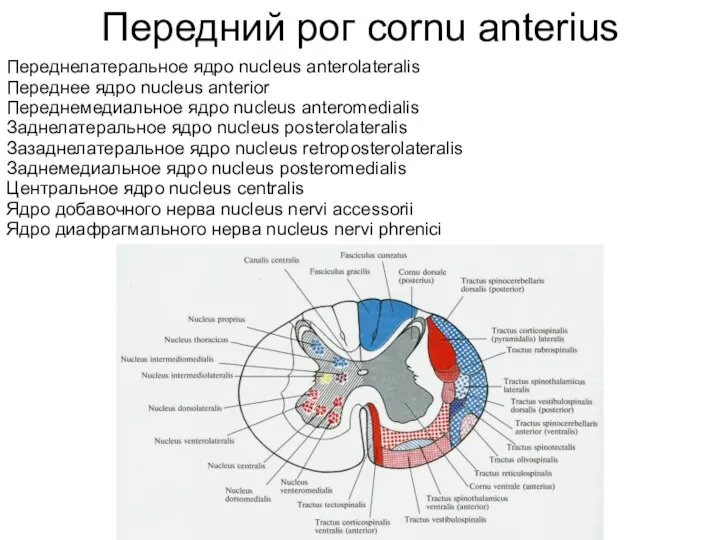 Переднелатеральное ядро nucleus anterolateralis Переднее ядро nucleus anterior Переднемедиальное ядро nucleus