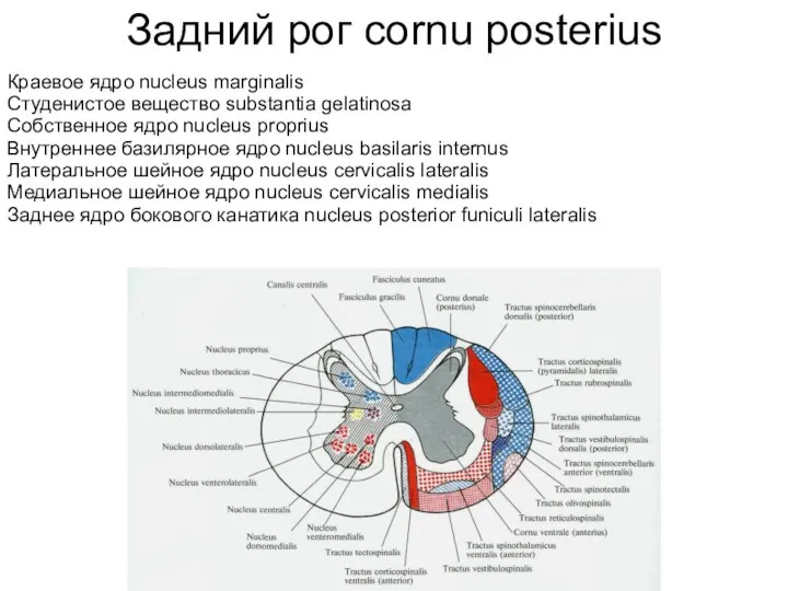 Задний рог сornu posterius Краевое ядро nucleus marginalis Студенистое вещество substantia