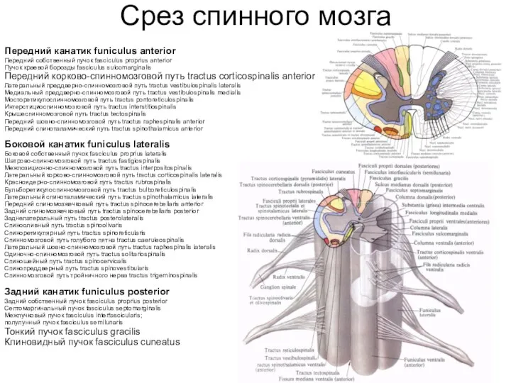 Срез спинного мозга Передний канатик funiculus anterior Передний собственный пучок fasciculus