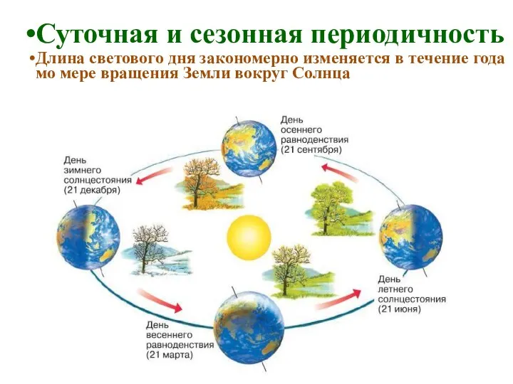 Суточная и сезонная периодичность Длина светового дня закономерно изменяется в течение