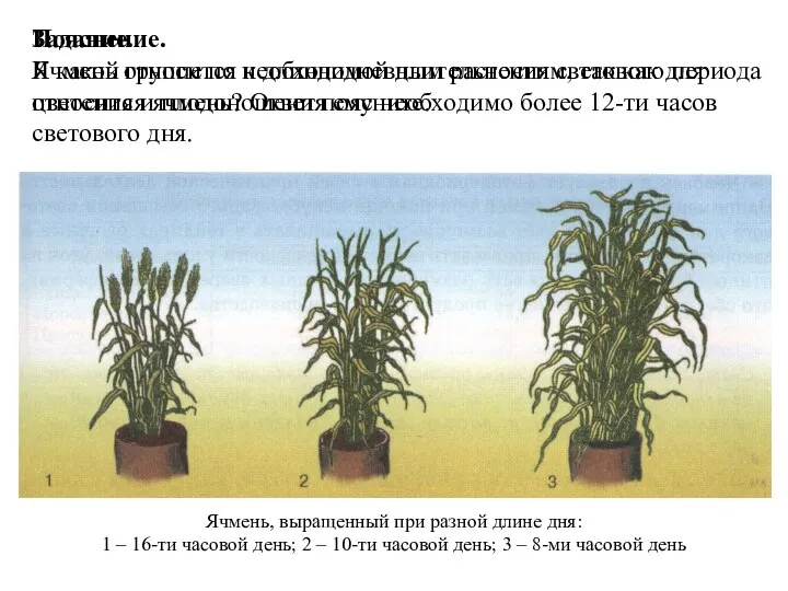 Ячмень, выращенный при разной длине дня: 1 – 16-ти часовой день;