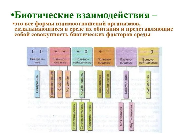 Биотические взаимодействия – это все формы взаимоотношений организмов, складывающиеся в среде