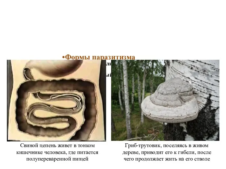 Формы паразитизма Облигатный, или обязательный Факультативный, или необязательный Гриб-трутовик, поселяясь в