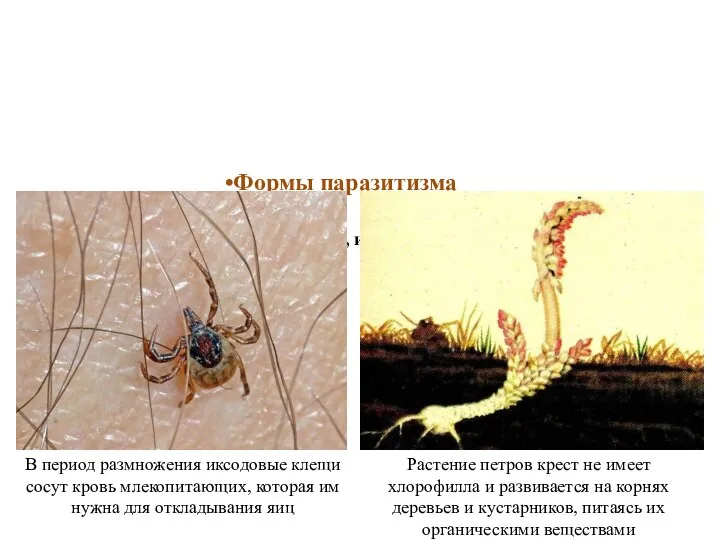 Формы паразитизма Временный Постоянный, или стационарный Растение петров крест не имеет