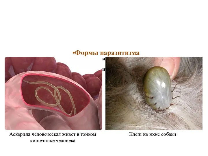 Формы паразитизма Эндопаразитизм Эктопаразитизм Клещ на коже собаки Аскарида человеческая живет в тонком кишечнике человека