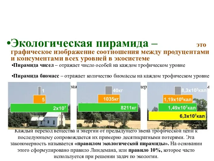 Экологическая пирамида – это графическое изображение соотношения между продуцентами и консументами