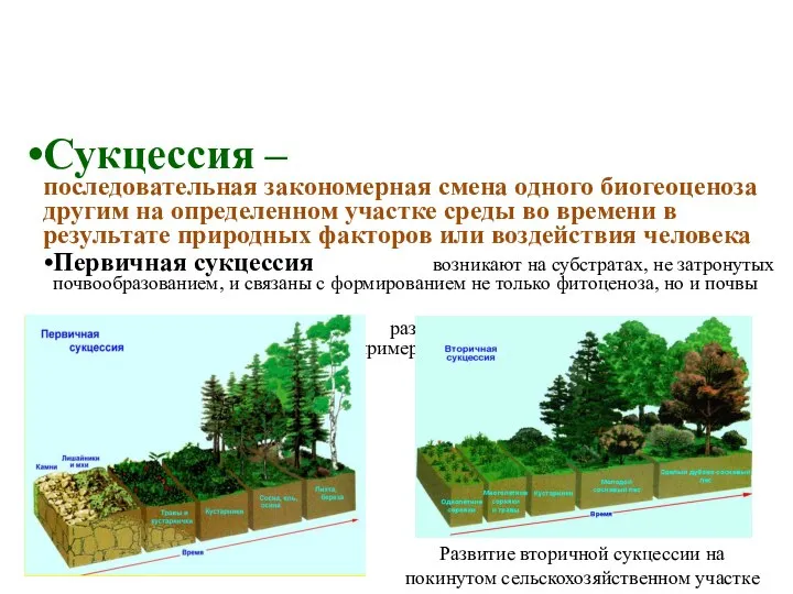 Сукцессия – последовательная закономерная смена одного биогеоценоза другим на определенном участке