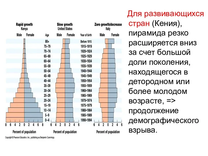 Для развивающихся стран (Кения), пирамида резко расширяется вниз за счет большой