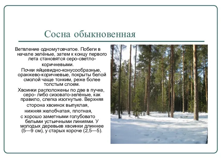 Сосна обыкновенная Ветвление одномутовчатое. Побеги в начале зелёные, затем к концу