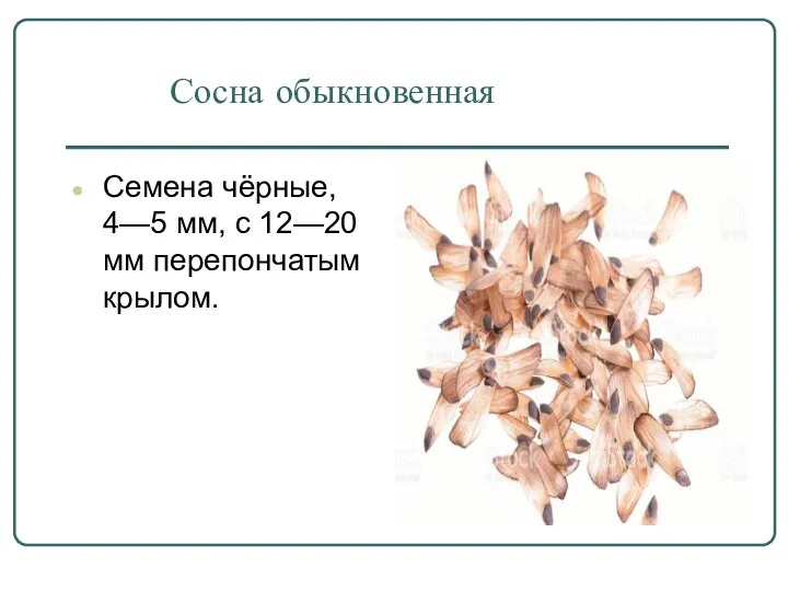 Сосна обыкновенная Семена чёрные, 4—5 мм, с 12—20 мм перепончатым крылом.