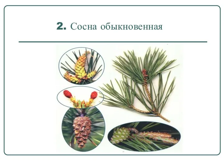 2. Сосна обыкновенная ,