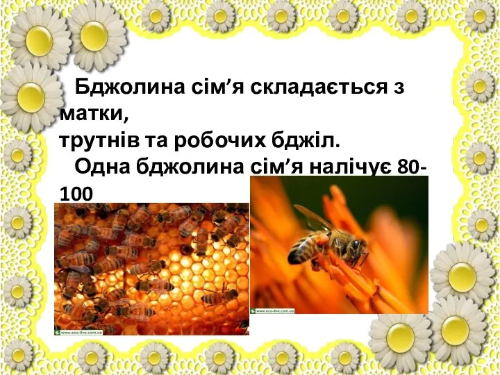 Бджолина сім’я складається з матки, трутнів та робочих бджіл. Одна бджолина