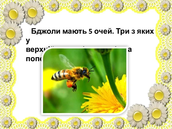 Бджоли мають 5 очей. Три з яких у верхній частині голови і два попереду.