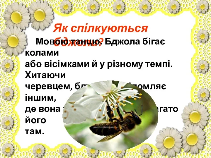 Як спілкуються бджоли? Мовою танцю. Бджола бігає колами або вісімками й