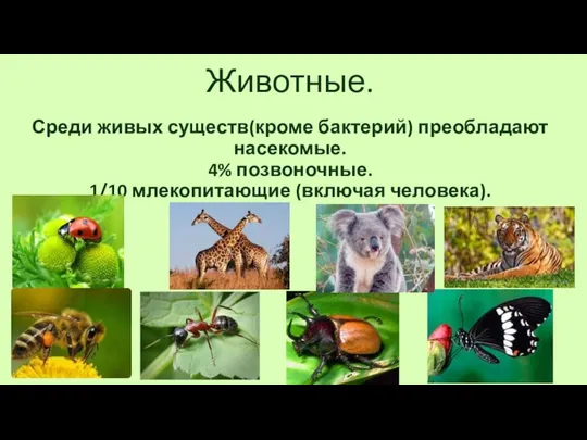 Животные. Среди живых существ(кроме бактерий) преобладают насекомые. 4% позвоночные. 1/10 млекопитающие (включая человека).