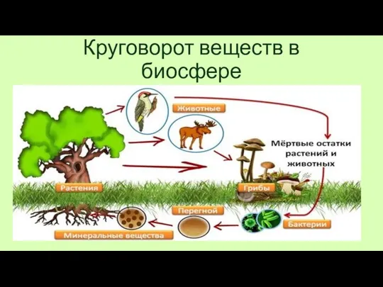 Круговорот веществ в биосфере