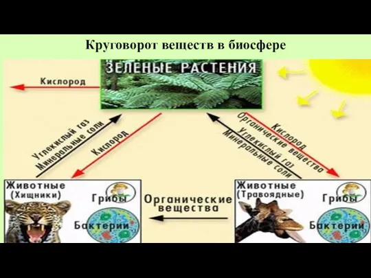 Круговорот веществ в биосфере