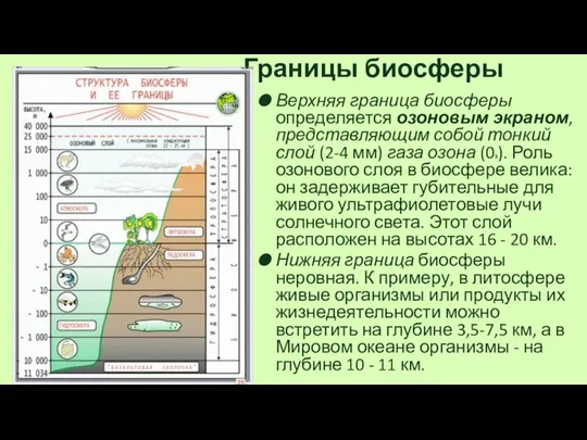 Границы биосферы Верхняя граница биосферы определяется озоновым экраном, представляющим собой тонкий