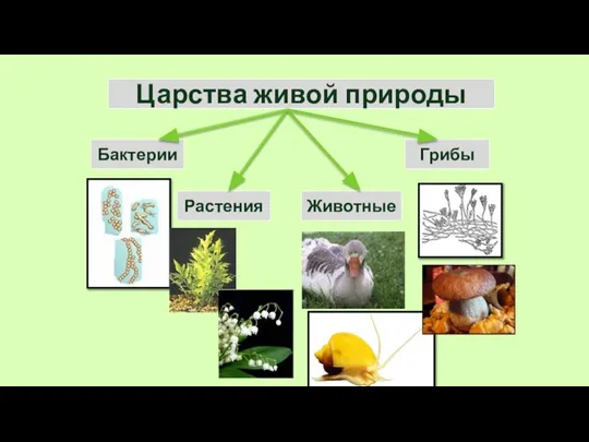 Царства живой природы Бактерии Грибы Растения Животные