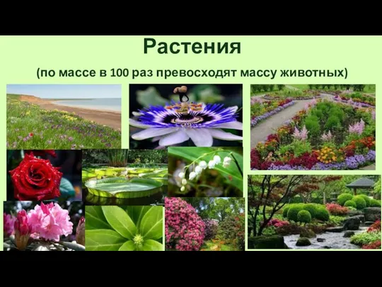 Растения (по массе в 100 раз превосходят массу животных)