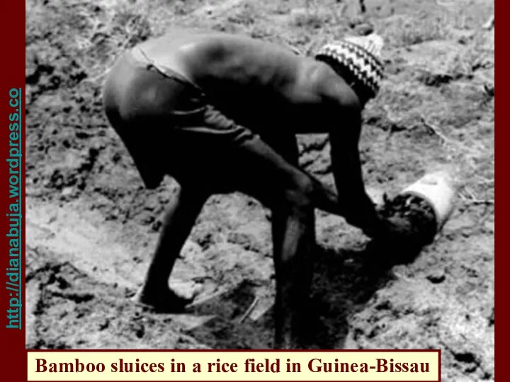 http://dianabuja.wordpress.com/category/indigenous-crops-medicinal-plants/ Bamboo sluices in a rice field in Guinea-Bissau