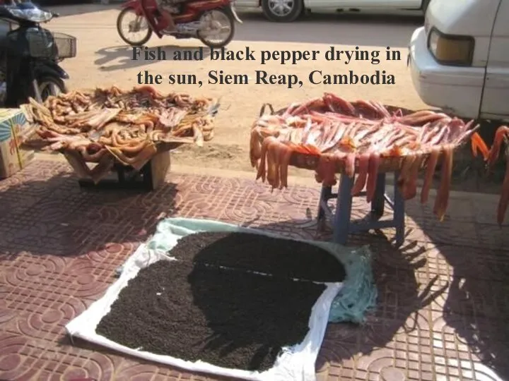 Fish and black pepper drying in the sun, Siem Reap, Cambodia