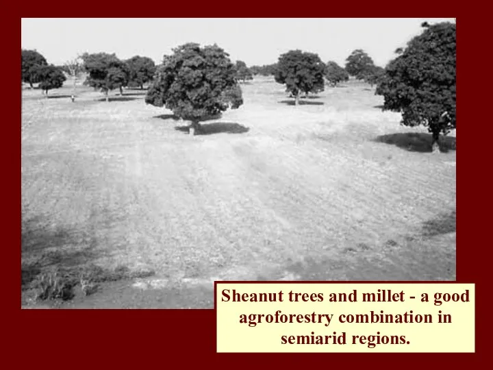 Sheanut trees and millet - a good agroforestry combination in semiarid regions.